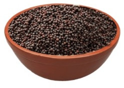 Richbloom Mustard Seeds, Packaging Size : 25 Kg, 50 Kg