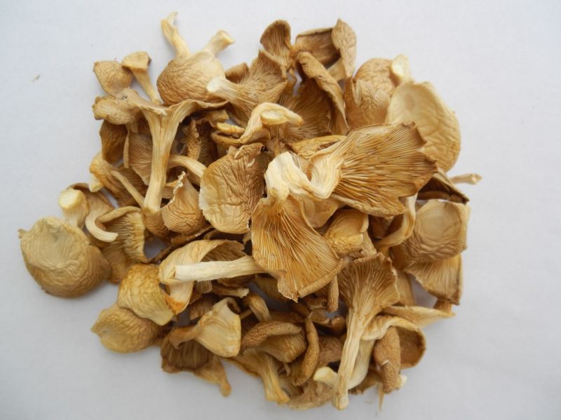 Dry Oyster Mushroom, Form : Whole