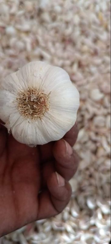 Dried Garlic