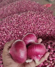 Red Onion for Human Consumption