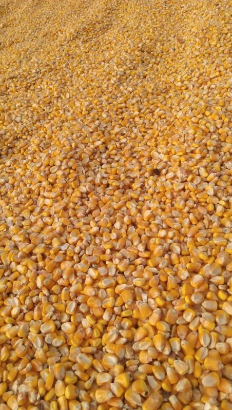 Natural Yellow Maize Seeds for Making Popcorn, Human Food, Cattle Feed, Bio-fuel Application, Animal Food