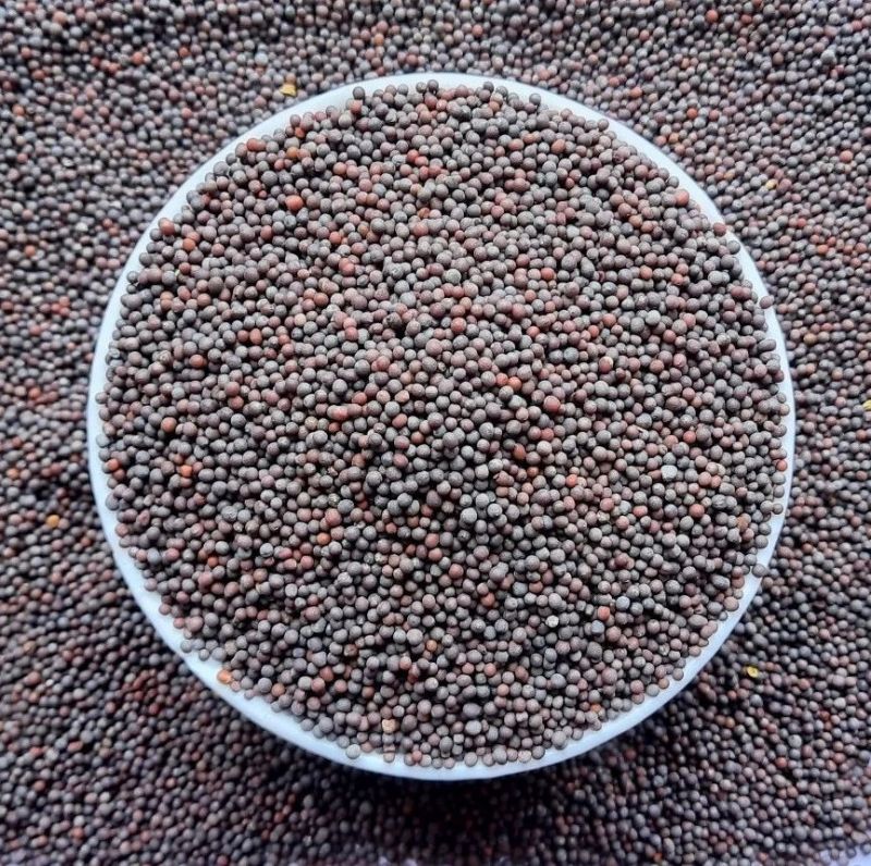 Mustard Seeds for Spices, Cooking