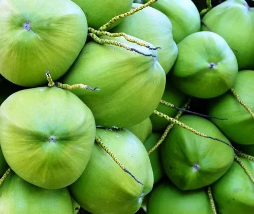 Natural Green Tender Coconut, Packaging Size : 20Kg
