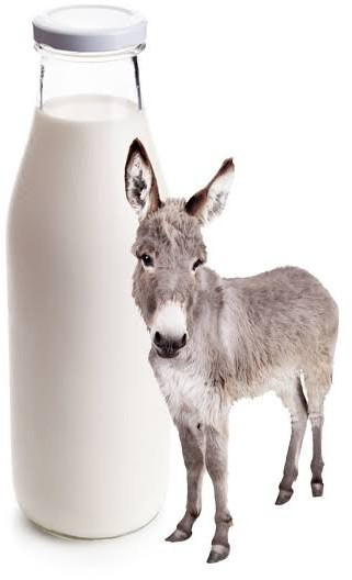 Premium Quality Donkey Milk for Used Medicinal Purpose