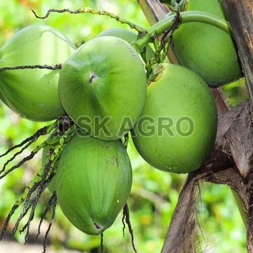 Natural Tender Coconut, Packaging Type : Gunny Bags