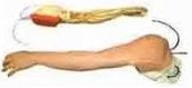 GD/HS39-Full Functional Vein Injection Arm