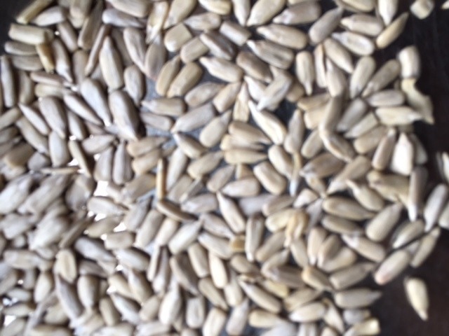 Roasted Sunflower Seeds, Packaging Size : 25kg