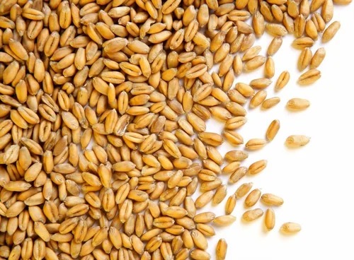 Natural Wheat Grain, Packaging Type : PP Bag, Gunny Bag