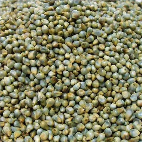 Natural Bajra Seeds for Cooking, Cattle Feed