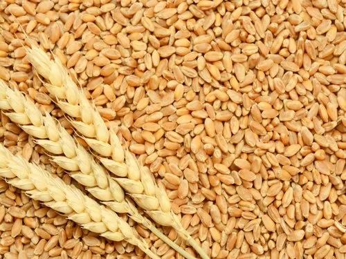 Wheat Grains