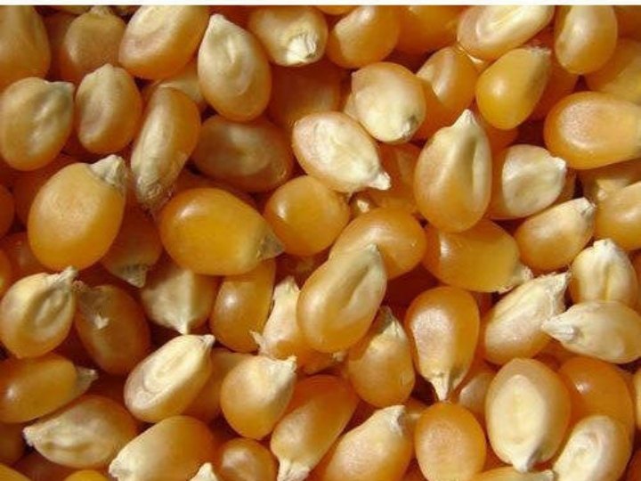 Common Yellow Maize for Animal Feed, Human Consumption