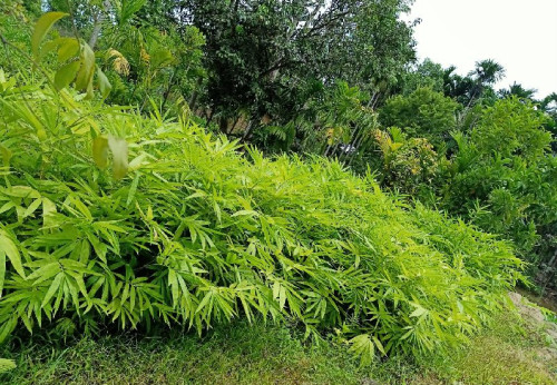 Dendrocalamus Strictus Bamboo Plant, Color : Light-green