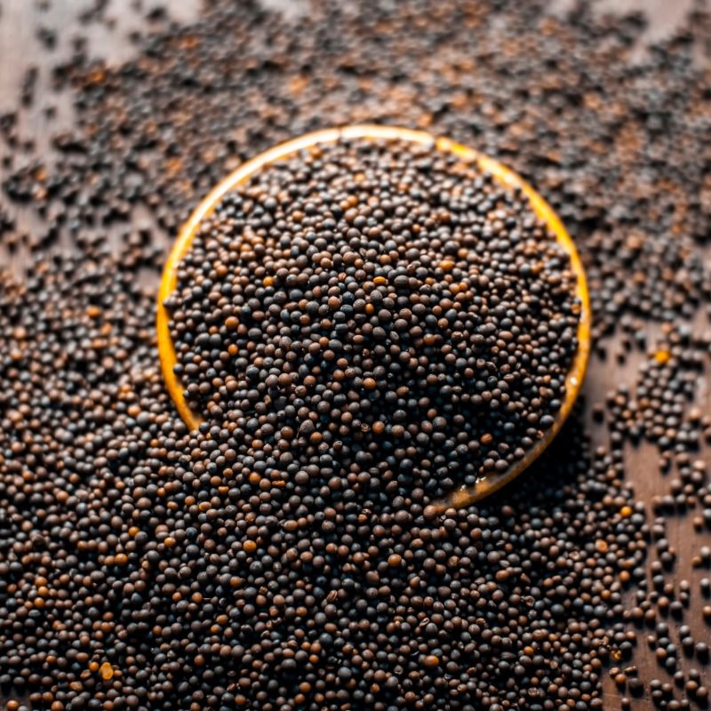 Black Mustard Seeds for Spices, Cooking