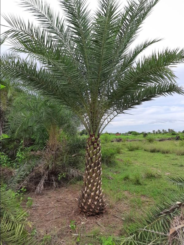 Natural Date Palm Tree For Outdoor Plants