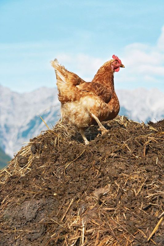 Chicken Manure