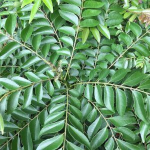 Fresh Curry Leaves