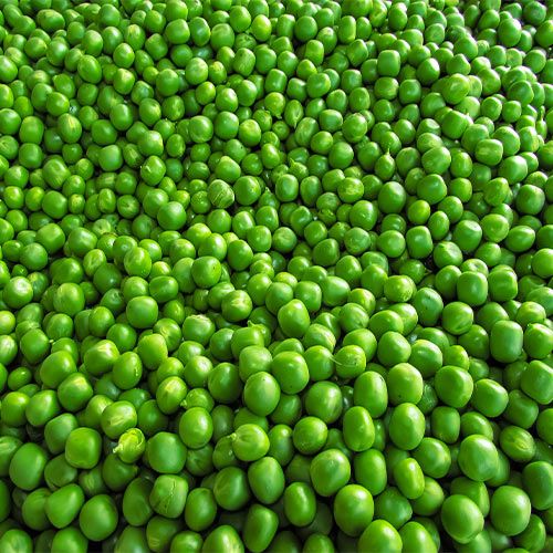 Fresh Green Peas