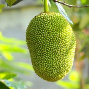 Fresh Jackfruit