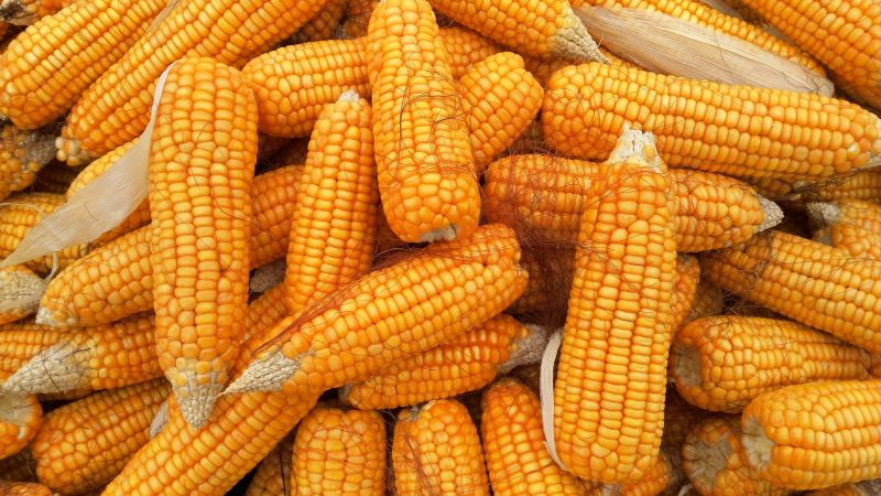 Fresh Sweet Corn