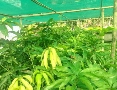 Grafted mango plant, Variety : Kesar