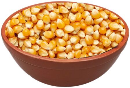 RichBloom Maize Seeds