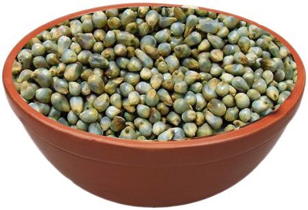 RichBloom Pearl Millet Seeds