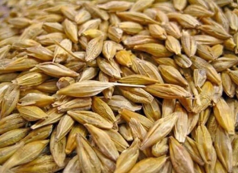 Organic Oat Seeds