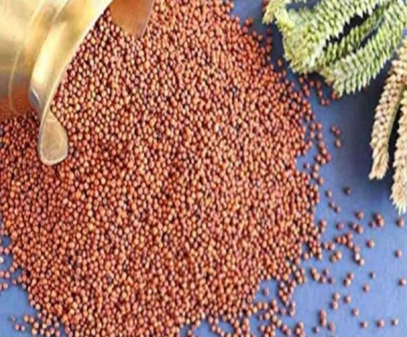 Organic Ragi Seeds