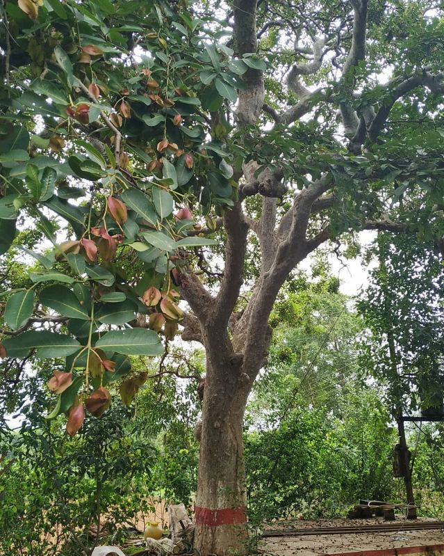 Arjuna Bark (Terminalia Arjuna)