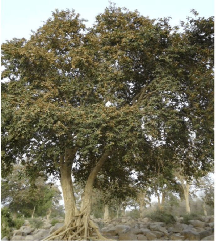 Arjuna Bark (Terminalia Arjuna)