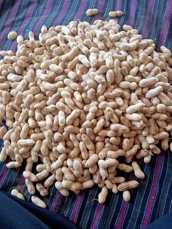 Groundnut