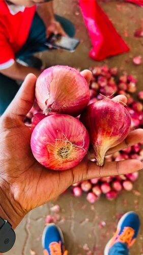 Fresh Garva Onion