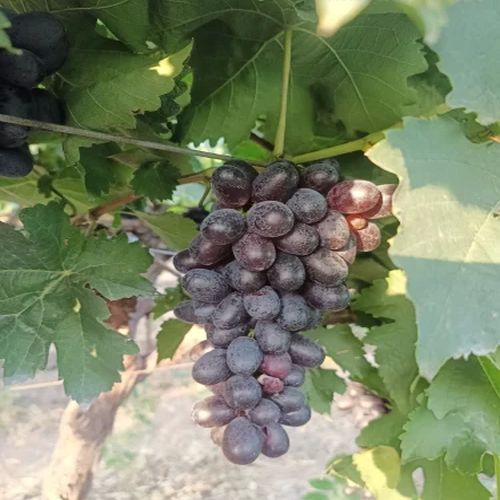 Sharad Black Seedless Grapes