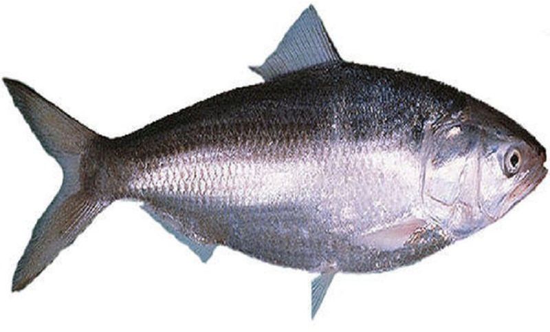 Fresh Hilsa Fish