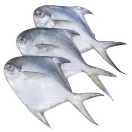 fresh pomfret fish