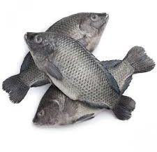 fresh tilapia fish