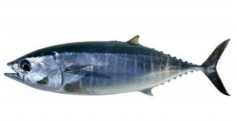 fresh tuna fish