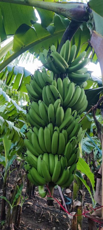 Fresh Cavendish Bananas