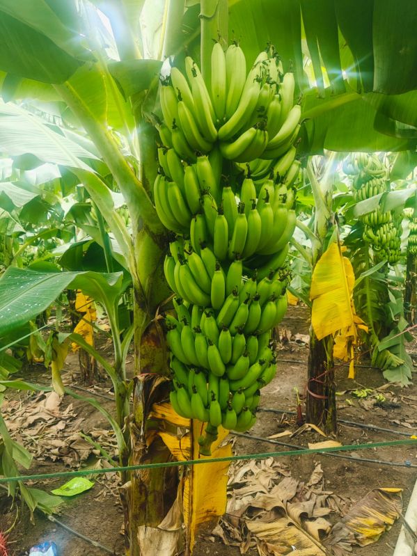 Fresh Cavendish Bananas