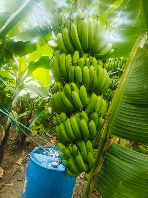 Fresh Cavendish Bananas