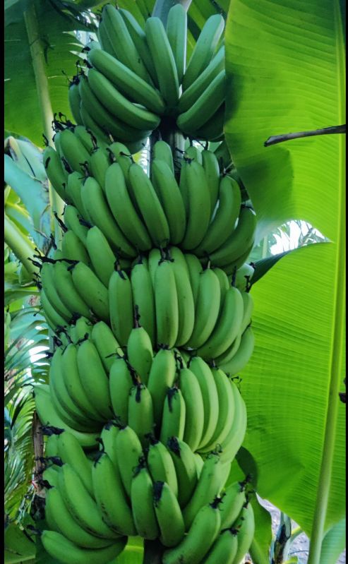 Fresh Cavendish Bananas