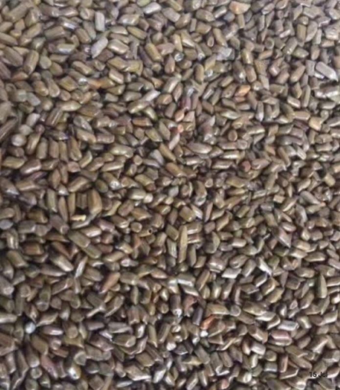 cassia tora seeds