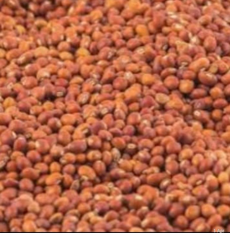 Pigeon Pea Seeds