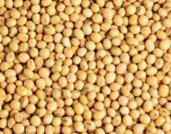 Soybean Seed