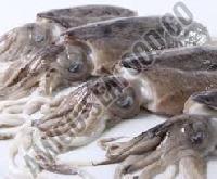 frozen cuttlefish