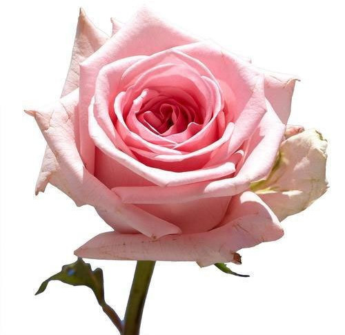 Natural Fresh Pink Rose for Decoration, Gifting