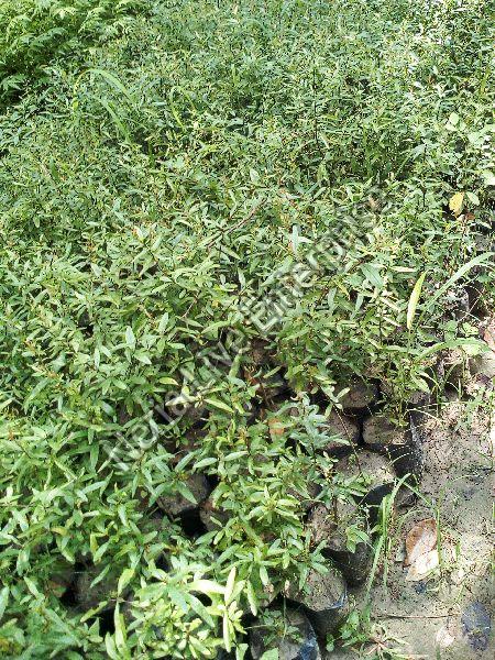 Pomegranate Plant