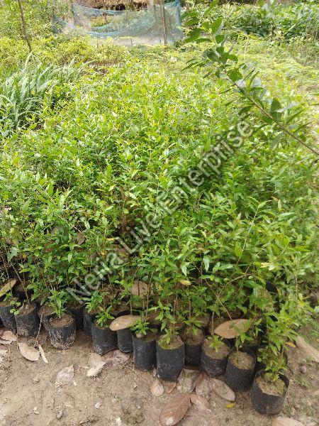 Pomegranate Plant