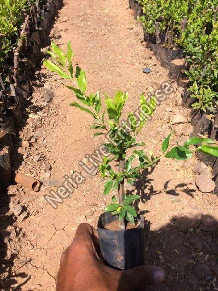 Pomegranate Plant