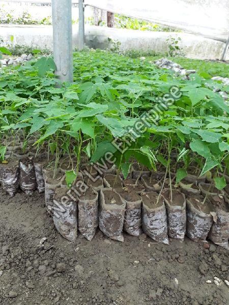 Red Lady Papaya Plant